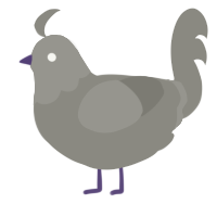 A ash chicken with a head pattern