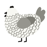 A white and ash chicken with a lace pattern