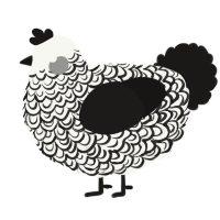 A white and sable chicken with a double-lace pattern