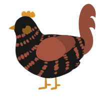 A sable and russet chicken with a bar pattern