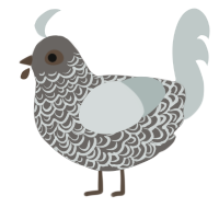 A grey and silver chicken with a double-lace pattern