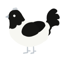 A white and black chicken with a head pattern