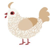 A white and beige chicken with a double-lace pattern