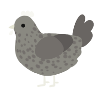 A ash and grey chicken with a speckle pattern