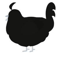 A black chicken with a speckle pattern