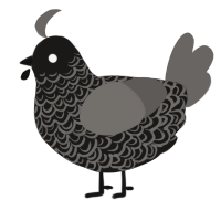 A sable and grey chicken with a double-lace pattern