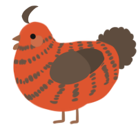 A vermilion and bark chicken with a bar pattern
