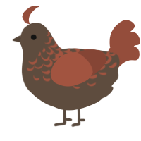 A bark and russet chicken with a half-lace pattern