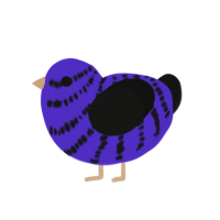 Stary night, a indigo and black chicken with a bar pattern