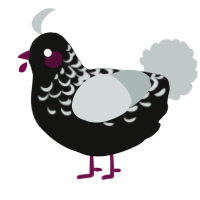 A black and silver chicken with a half-lace pattern