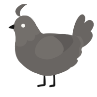 A grey chicken with a head pattern