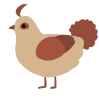 A beige and russet chicken