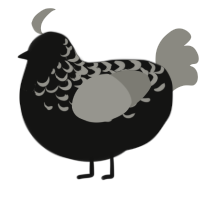 A black and ash chicken with a half-lace pattern
