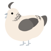 A cream and grey chicken with a neck-band pattern