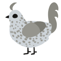 A mist and ash chicken with a speckle pattern