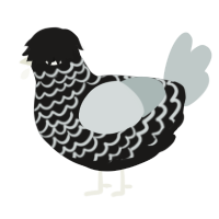 A sable and silver chicken with a lace pattern