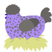 A lilac and grey chicken with a speckle pattern