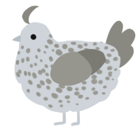 A mist and ash chicken with a speckle pattern
