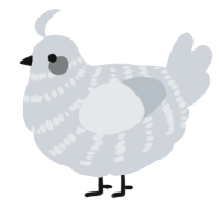 A mist chicken with a bar pattern