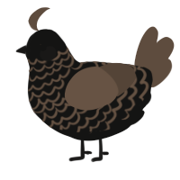 A black and bark chicken with a lace pattern