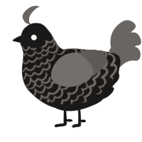 A sable and grey chicken with a lace pattern
