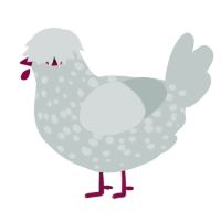 A silver chicken with a speckle pattern