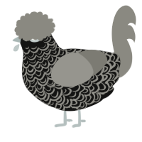A black and ash chicken with a double-lace pattern