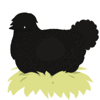 A black and sable chicken with a double-lace pattern
