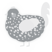 A grey and black chicken with a speckle pattern
