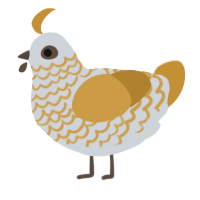 A mist and gold chicken with a lace pattern