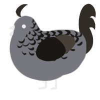 A ash and mist chicken with a half-lace pattern