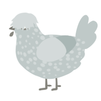 A silver chicken with a speckle pattern