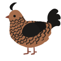 A brown and sable chicken with a lace pattern
