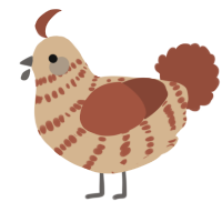 A beige and russet chicken with a bar pattern