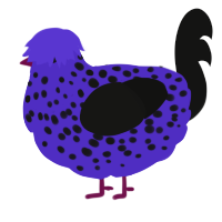 A indigo and black chicken with a speckle pattern