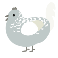 A silver and white chicken with a half-lace pattern