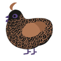 (unnamed), a sable and brown chicken with a double-lace pattern