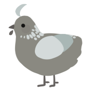 A ash and silver chicken with a neck-speckle pattern