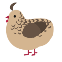 A beige and bark chicken with a half-lace pattern