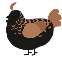 Spruce, a sable and brown chicken with a half-lace pattern