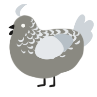 Angelica, a ash and mist chicken with a half-lace pattern