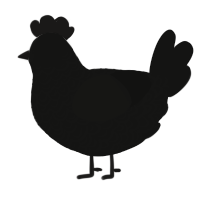 Stitches, a black chicken with a double-lace pattern