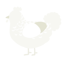 A white chicken with a half-lace pattern