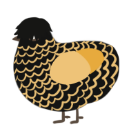 silk, a black and honey chicken with a lace pattern