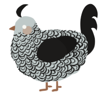 A silver and sable chicken with a double-lace pattern
