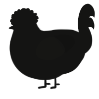 A black chicken