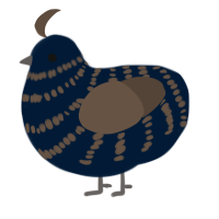 A tumblr and bark chicken with a bar pattern
