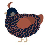 A tumblr and russet chicken with a lace pattern