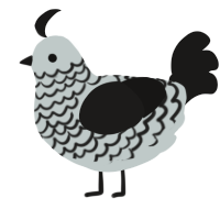 A silver and sable chicken with a lace pattern