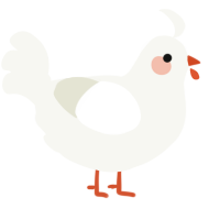 A white chicken